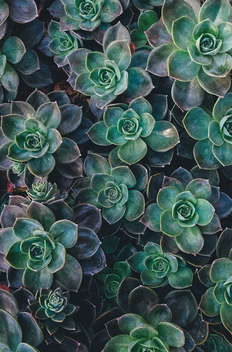 Succulent Wall Hanging